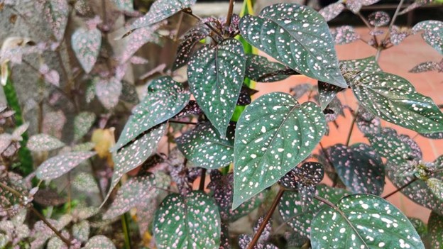 A polka dot plant with green leaves covered in pink speckles.